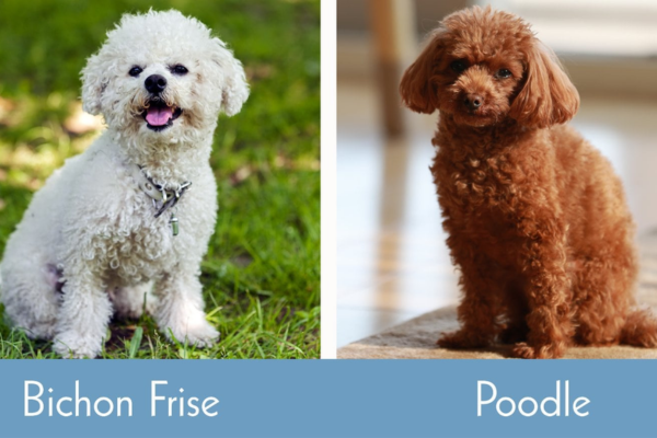 bichon poodle