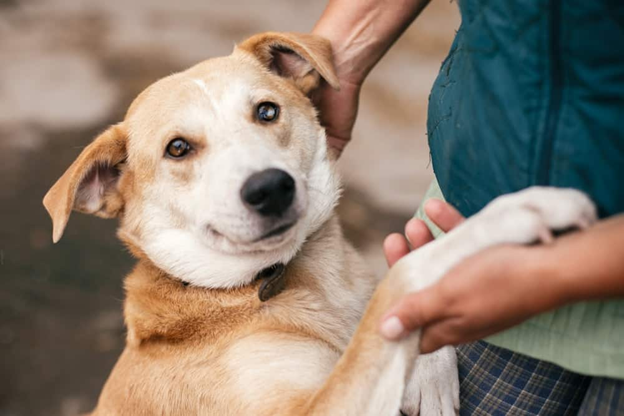 The Ultimate Guide to Equipping Your Home for a Rescue Dog: Tips and Tricks
