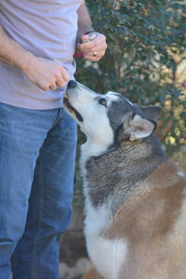 single ingredient dog treats